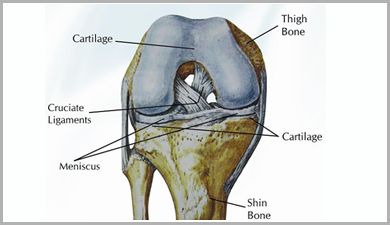 Normal Knee of Human Body